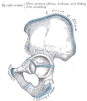 Osso Iliaco: Origine e parti, Descrizione macroscopica, Anatomia comparata