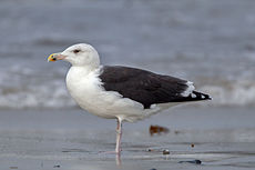 Great black-backed gull Larus marinus fourth-winter.jpg