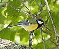 * Nomination Great tit on Djurgarden --Rhododendrites 20:32, 9 April 2023 (UTC) * Promotion  Support Good quality. --Vasmar1 07:57, 10 April 2023 (UTC)