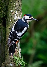 Thumbnail for Great spotted woodpecker