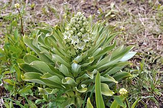 <i>Frasera speciosa</i> species of plant