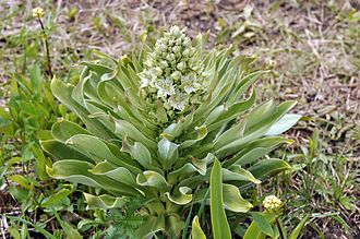 Frasera speciosa, green gentian GreenGentianYNPJune2011.jpg