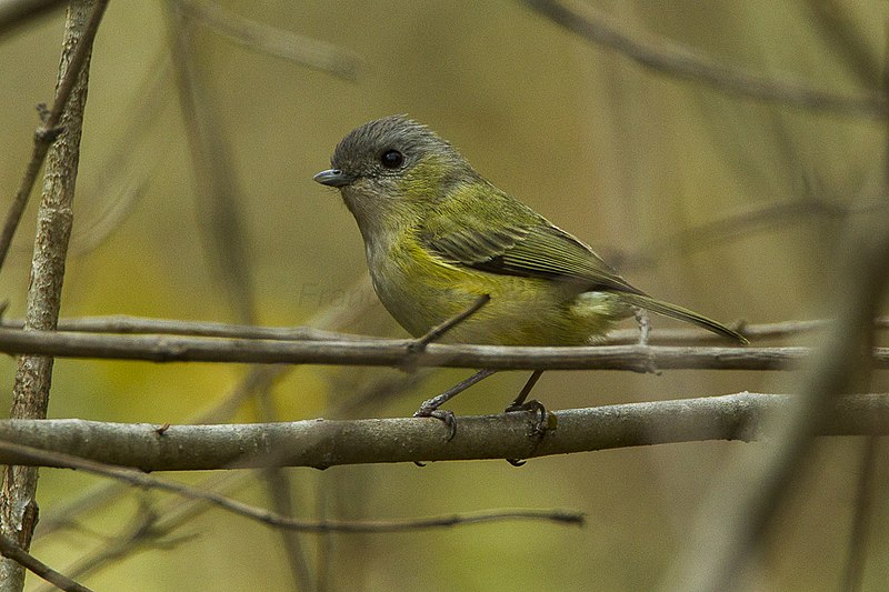 File:Green Shrike-Babbler - Bhutan S4E8256-Modifica (19521248546).jpg