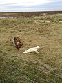 Grey Seal and Pup at Donna Nook, Lincolnshire.jpg