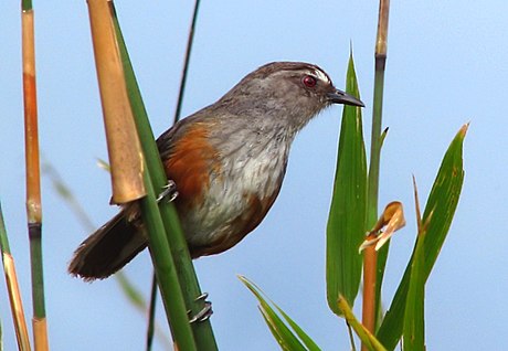 Garrulax jerdoni