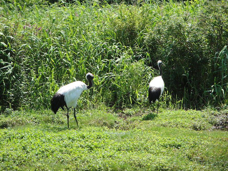 File:Grus japonensis Kushiro 5.jpg