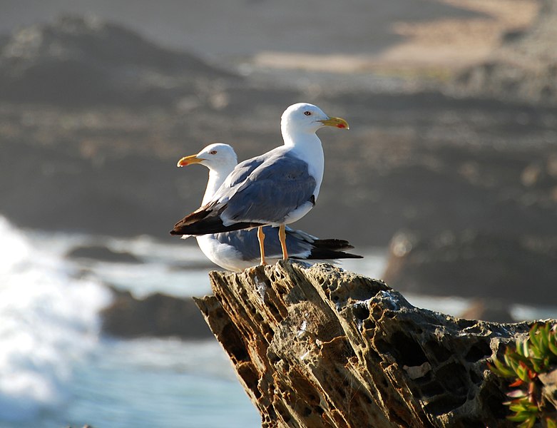 File:Gull Porto Covo July 2007-8.jpg