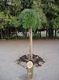 György Kocsis memorial tree.JPG
