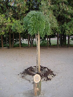 A Kocsis György-emlékfa, amelyet 2008. szeptember 6-án ültettek a színész általános iskolájának udvarán. Bővebben lásd az emlékfák Makón szócikket.