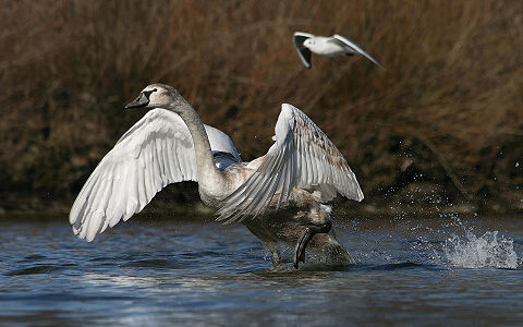 Cygnus olor (Mute Swan)