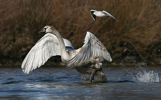 Höckerschwan Cygnus olor 7b Richard Bartz