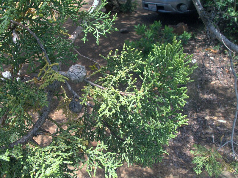 File:H20130601-8476 — Cupressus macnabiana — Walker Ridge (9233606614).jpg