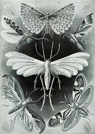 <span class="mw-page-title-main">Microlepidoptera</span> Grouping of moths