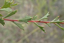 Leaves Hakea tuberculata leaves.jpg