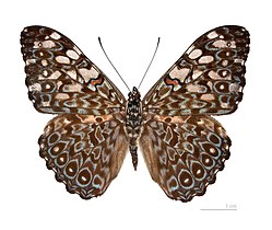 Museum specimen ♂ dorsal side