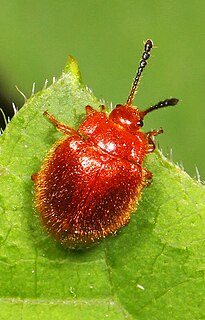 <i>Stenotarsus</i> Genus of beetles