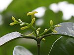 Miniatura para Haptanthaceae