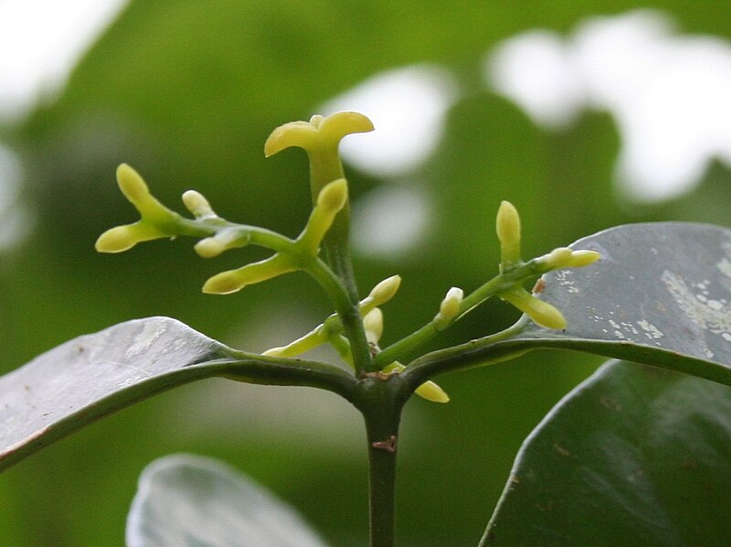 File:Haptanthus-pistil-stamens.jpg