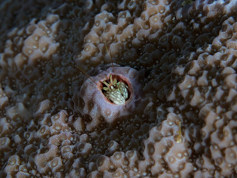 File:Hard coral hermit crab (Paguritta harmsi) (31508161384).jpg
