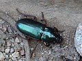 Harpalus affinis (Schrank, 1781)