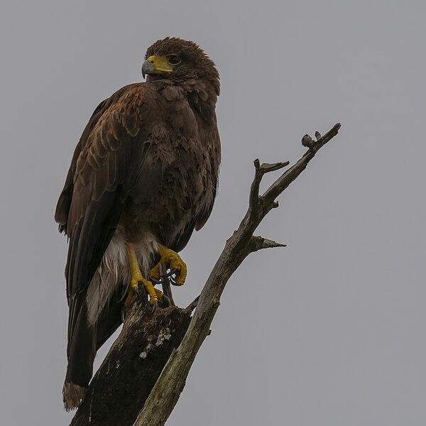 File:Harris's hawk king ranch 4.8.23 DSC 7567-topaz-denoiseraw.jpg