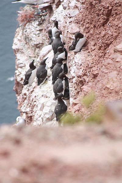 File:Helgoland Lummen 2009 06 28 Insel 0123.JPG