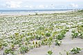 茨城県神栖市波崎海岸のスナビキソウ、コウボウムギ自生地(190506)