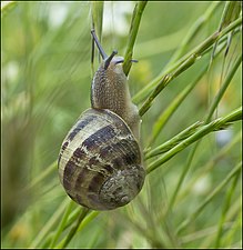 Helix engaddensis