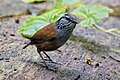 Grey-breasted wood wren Troglodyte à poitrine grise