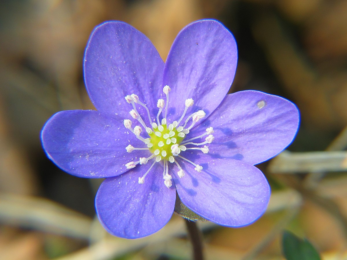 purple of meaning WikiWoordenboek   leverbloempje