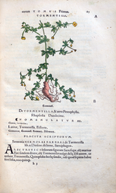 Herbarum vivae eicones-1-19-085.png