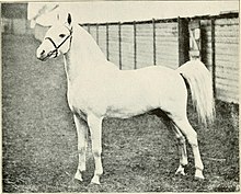 Welsh pony, 1911 Herds and flocks and horses (1911) (14590000600).jpg