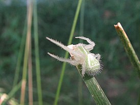 Heriaeus hirtus