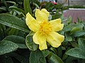 Thumbnail for Hibbertia scandens