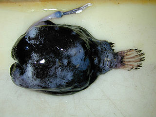 <i>Himantolophus paucifilosus</i> Species of fish