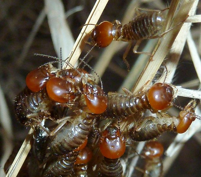 File:Hodotermes mossambicus, op droë gras, c, Voortrekkerbad.jpg