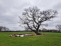 Landschaftsbestandteil Stieleiche mit Teich in Holzen-Retringen