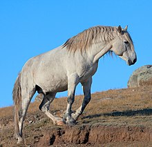 Horse Altai 02.jpg
