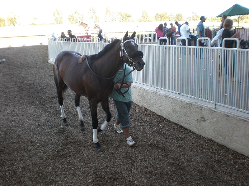 File:Horse being led into paddock for Race 9 at Bay Meadows 8-10-08.JPG