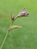 Hosta 'Grand Slam'. (d.j.b.) 02.jpg