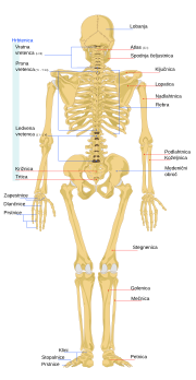 Thumbnail for File:Human skeleton back sl.svg