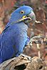 Arara-azul - Nashville Zoo.jpg