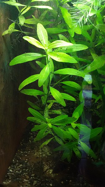 File:Hygrophila polysperma indoors.jpg