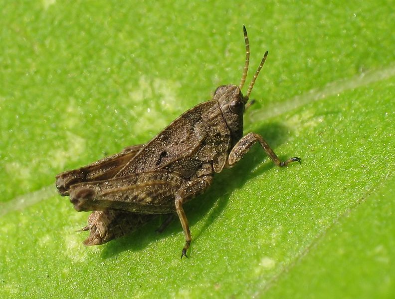 File:IMG 0750 Tetrigidae.jpg