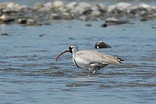 Jia Bhorali River, Nameri National Park, India Ibisbill.jpg