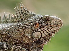 Iguana de Venezuela.jpg