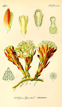 Illustration_Cytinus_hypocistis0.jpg