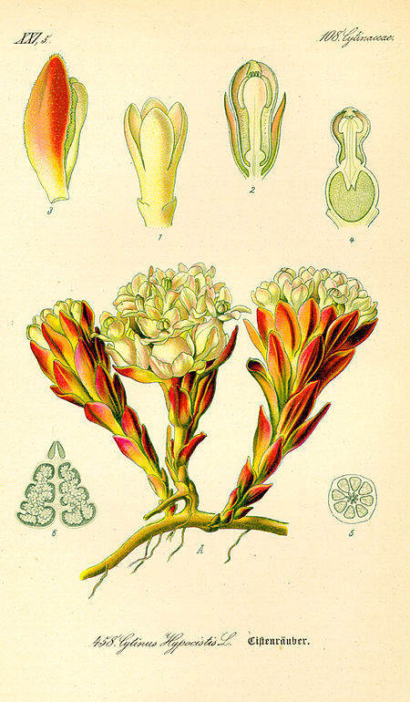 Cytinaceae
