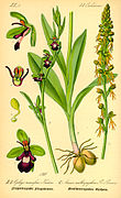 Illustration Ophrys incectifera0.jpg