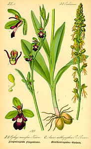 plate 149 A, B Ophrys muscifera Ophrys insectifera